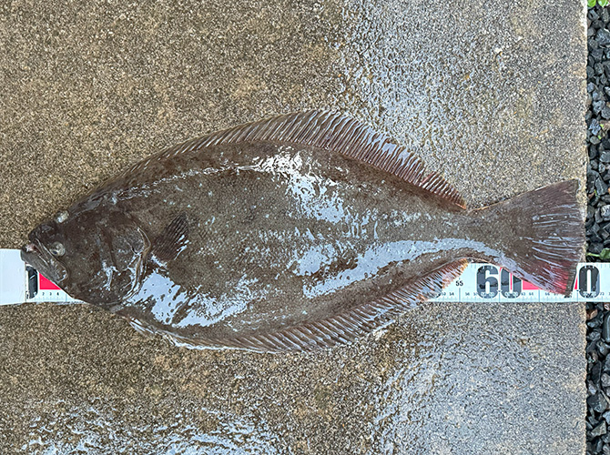 2025年 ジグサビキング釣果 その2 ヒラメ71cm 山形 庄内 酒田