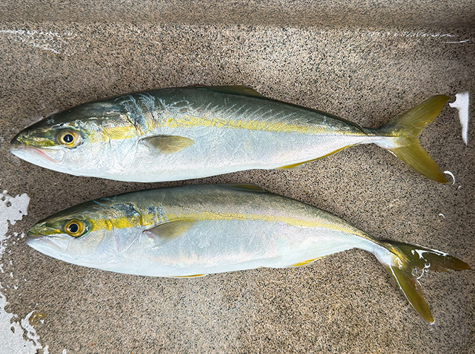▲カヤックジギング釣果 アオコ32cm、31cm 2匹のみ