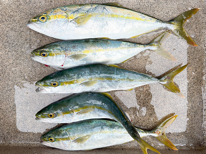 ▲11/13のジギング釣果　アオコ 30cm～37cm　5匹