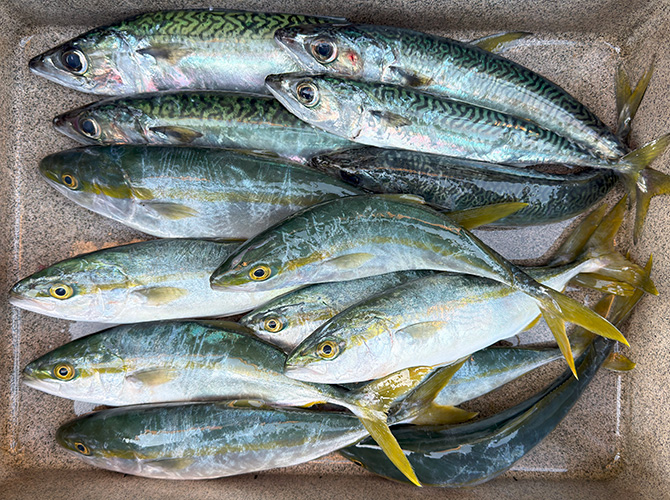 ▲本日のジグサビキ&ジギング釣果 サバ31cm~36cm 5匹、アオコ31cm~36cm 9匹 持ち帰り
サバ・アオコ数匹リリース