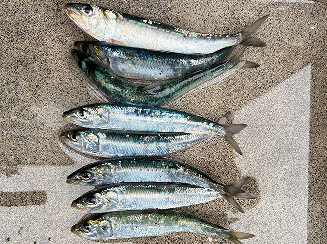 マイワシ 20~25cm 8匹を持ち帰り