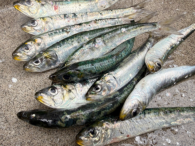 ▲本日の拾果w　マイワシ18cm～23cm 12匹
サンマのようにマイワシも嘴が黄色いのは脂が乗ってる証拠