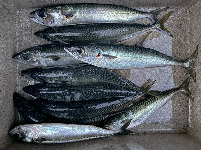 ▲本日のジグ・ジグサビキ・ブレードジグ釣果
サバ32cm～40cm　10匹持ち帰り（途中から小さめ5匹位をリリース）