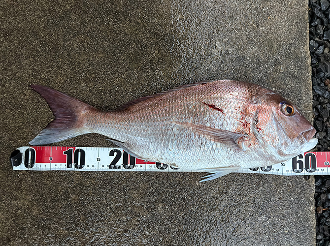 ▲本日のブレードジグ釣果　真鯛62cm