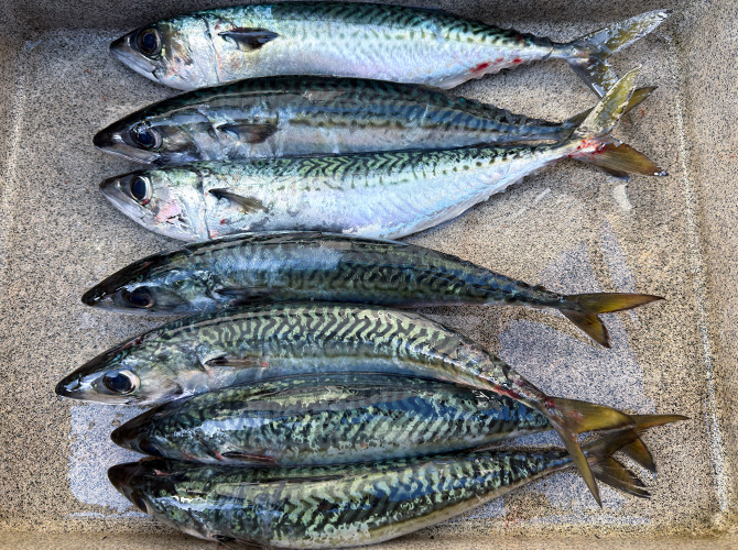 ▲本日のブレードジグ＆サビキ釣果　サバ37cm～39cm 7匹持ち帰り