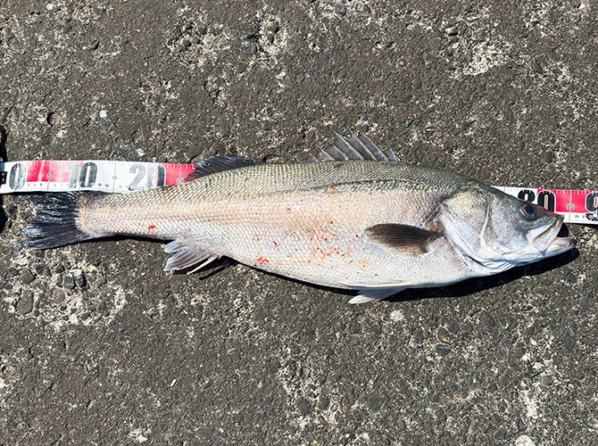 ▲本日のブレードジグサビキ釣果(;^_^A　シーバス84cm
風が強くてメジャーが飛ばされるのと、まだ生きているので動いて測り辛かったが、口閉じ尾開きで84cmのランカーサイズでした。しかもジョニー・デップりメタボ。