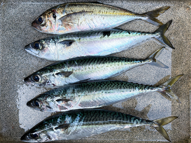 ▲本日のブレードジグサビキ釣果　サバ35～38cm 4匹、アジ34cm 1匹　持ち帰り