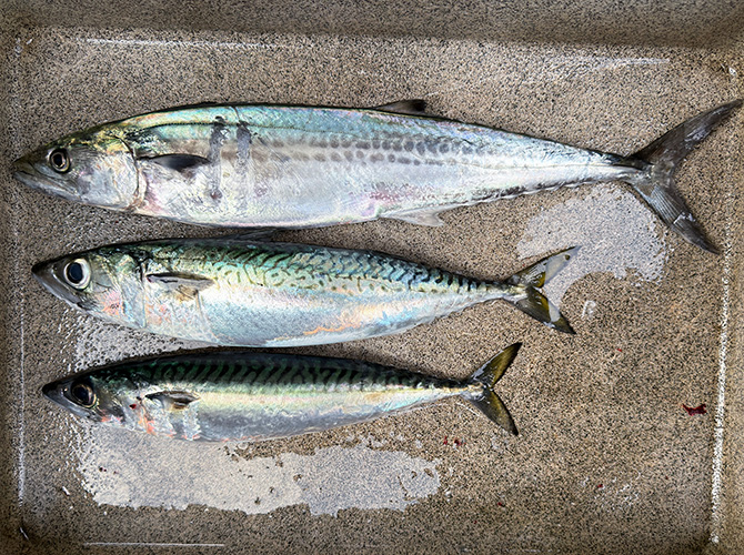 ▲本日のジギング釣果　サゴシ48cm　サバ32cm、37cm