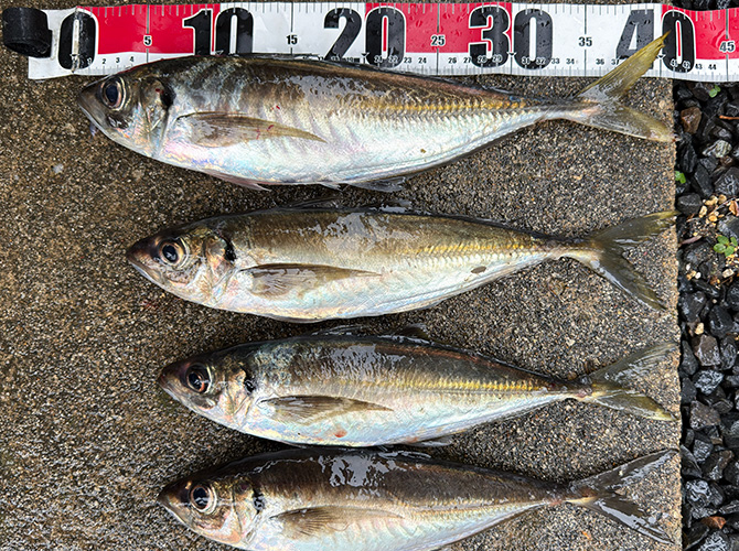 ▲人生初のギガサイズのアジ釣果　41cm