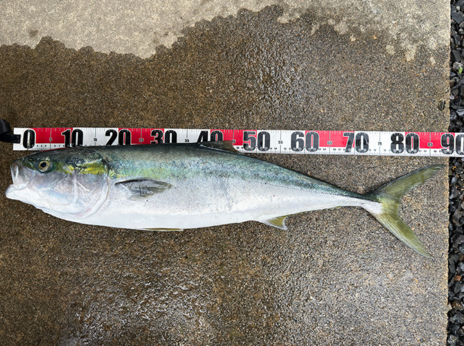 ▲自宅にてブリの再計測　ひょっとして89cm？ 釣れて血抜き後すぐに帰ってきたせいか？縮んでいなかった(;^_^A