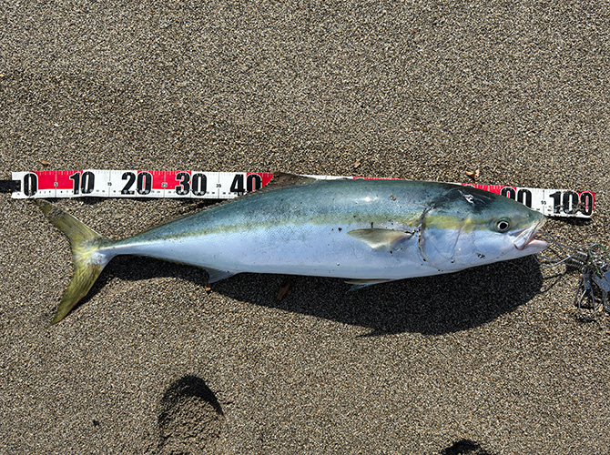 ▲本日の釣果　ブリ95cm