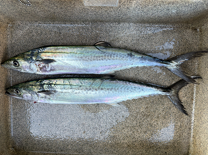 ▲本日のジギング釣果　サゴシ50cm ２匹