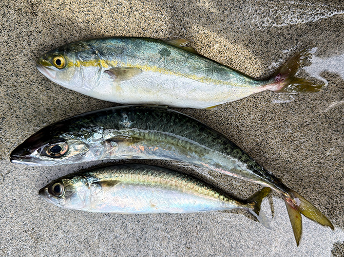▲本日の釣果　アオコ25cm　サバ28cm、23cm を持ち帰り
小カマス5匹位と鯖っ子1匹リリース