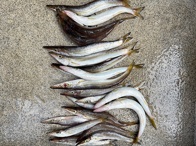 ▲本日の釣果 カマス13cm~20cm 20匹を持ち帰り