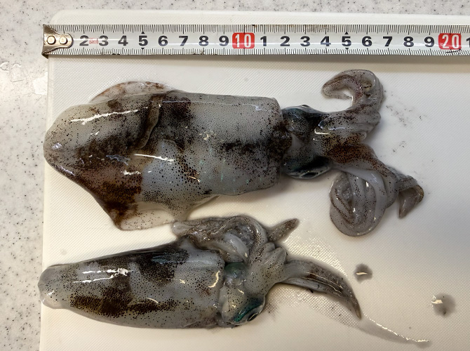 ▲本日のエギング釣果 アオリイカ 胴長約12cm、9cm
帰宅後冷蔵庫に入れてから夕方計測