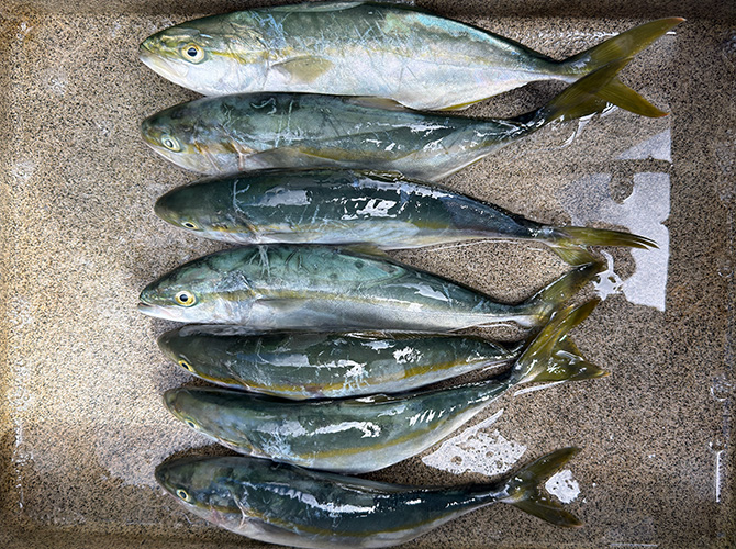▲本日のカヤック　ジグサビキ釣果　アオコ 32cm～34cm　7匹持ち帰り
帰って直ぐに冷蔵庫に入れて、翌日計測なので縮んだか？35cmは無かった
これより小さ目を約5匹リリース。あとカヤックでは初のタチウオ目測60cm位もリリース。