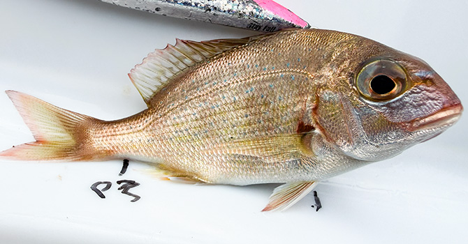 ▲ジグサビキ釣果? チャリコ? 約10cm チダイの子っぽい?
大きくなってから釣れてくれ~