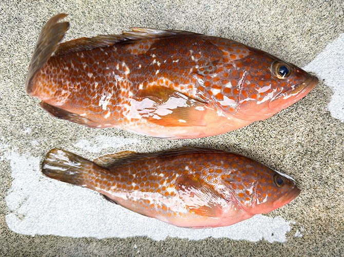 ▲本日の釣果 キジハタ 約33cm、25cm
指尺約20cmはリリース