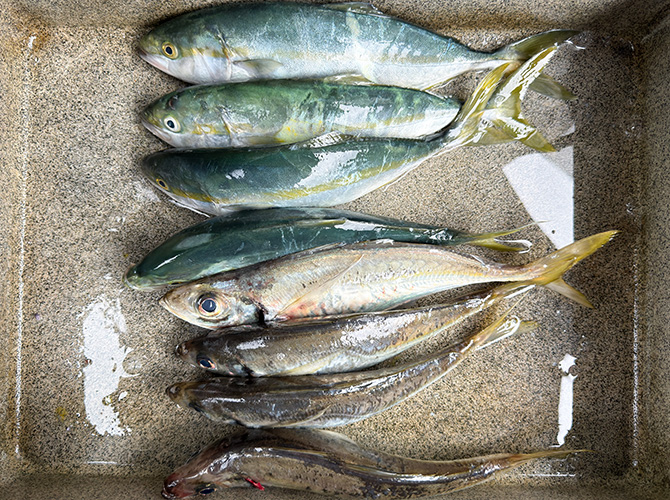 ▲本日のジグサビキ＆弓角 全釣果　アオコ32cm～37cm 4匹、アジ31cm～34cm ４匹
どう考えてもアオコをもう１匹釣った気がするのだが？ストリンガーから逃げたか？(ーー;)