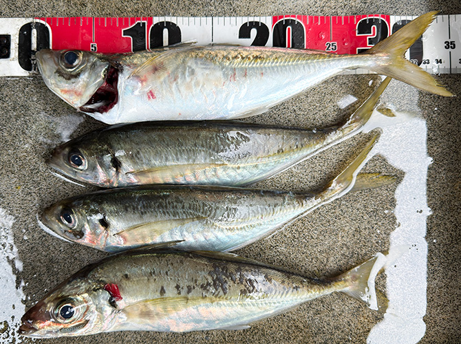 ▲アジ　31cm～34cm　全部尺オーバーだった
冷蔵庫に入れて翌日計測