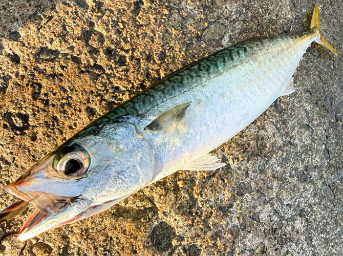 ▲本日のラストヒット　サバ指尺約30cm 