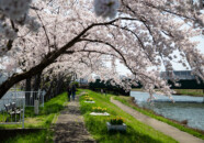 新井田川沿いの桜並木 新井田川の桜2018_4_21