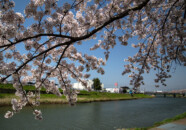 新井田川沿いの桜並木 新井田川の桜2018_4_21