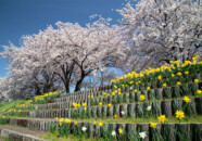 新井田川沿いの桜並木 新井田川の桜2018_4_21