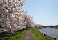 新井田川沿いの桜並木。川沿いに2kmほどか?桜並木があり遊歩道もあって奇麗なのですが、駐車場が無いので折角の綺麗な景色がもったいないですね。 新井田川の桜2018_4_21