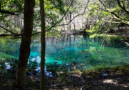 久しぶりに来たら周囲に進入禁止のためのフェンスがあり、木が邪魔で撮影がむず 山形県遊佐町 丸池様