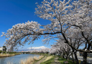 新井田川の桜2022_4_17 新井田川の桜2022_4_17