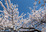 新井田川の桜　2022_4_17