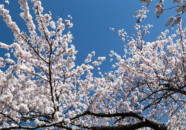 新井田川の桜 2022_4_17 新井田川の桜 2022_4_17