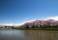 新井田川の桜 2022_4_17豊川との分岐付近 新井田川の桜 2022_4_17豊川との分岐付近