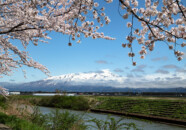 豊川の桜　2022_4_17