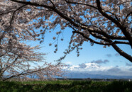 豊川の桜　2022_4_17
