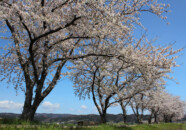 ここは以前車で通った時に桜の花が咲いたら写真を撮りたいと思っていたスポットです。 桜並木