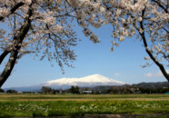 こんな感じで条件が良ければ鳥海山をバックに桜の花が撮れるポイントです。 鳥海山と桜