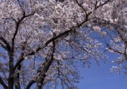 縦位置でこんな感じの写真も撮れます。 桜と鳥海山