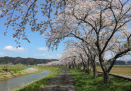 まあ桜並木だけだと、こんな感じでしょうか。 桜並木