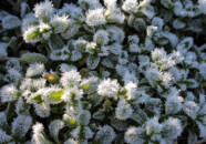 天気の良かった朝です。
草木にびっしり霜が降りていました。
大きな画像で見ると霜が柱状になっているのがわかります。 霜
