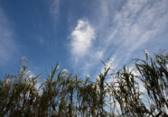 すっかり秋の雲です。
雲の合間に三日月が見え隠れしています。 秋空 2010 1014