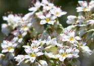 そばの花は白くて可憐な花ですね。
おしべの先がピンクです。
接写レンズが無いのでかなりトリミングしています。 蕎麦の花 2011.9.15