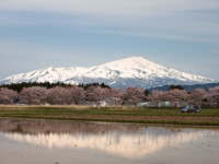 今年は寒い日が続き、桜の開花が遅れました。
連休時期にサクラの花がまだ咲いているのは記憶が無いですね?(^_^;)
田んぼでは代掻きが始まって、水が張られているところもあります。
田んぼに映った鳥海山と桜の花、それに代掻きのトラクター、今まではそうそう撮れない組み合わせです。
鳥海山の左側に種まき爺さんが見えます。いくら大雪だったといっても時期がくればちゃんと種まきシーズンを教えてくれるんですね。 鳥海山と桜の花 2011.5.3 平田地区