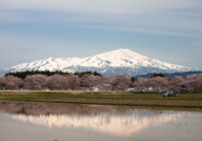 今年は寒い日が続き、桜の開花が遅れました。
連休時期にサクラの花がまだ咲いているのは記憶が無いですね?(^_^;)
田んぼでは代掻きが始まって、水が張られているところもあります。
田んぼに映った鳥海山と桜の花、それに代掻きのトラクター、今まではそうそう撮れない組み合わせです。
鳥海山の左側に種まき爺さんが見えます。いくら大雪だったといっても時期がくればちゃんと種まきシーズンを教えてくれるんですね。 鳥海山と桜の花 2011.5.3 平田地区