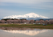 鳥海山と桜の花　2011.5.3 平田地区