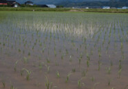 平田から鳥海山と田んぼ　2011.5.18