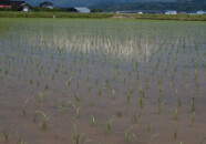 田植え、真っ盛り。
ようやく植え終えたばかりの田んぼと鳥海山 平田から鳥海山と田んぼ 2011.5.18