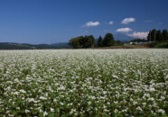 先日庄内町で撮った蕎麦に味をしめて今日は平田地区へ蕎麦の花を求めて行ってきました。 蕎麦畑 平田地区 2011.9.15