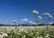 鳥海山を背景に蕎麦の花 蕎麦畑 平田地区 2011.9.15